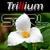 Trillium (feat. Sara)