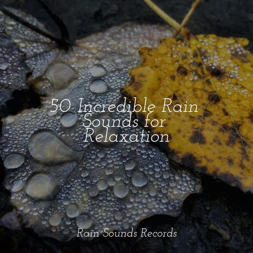 50 Incredible Rain Sounds for Relaxation