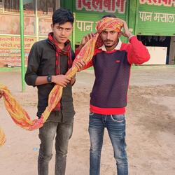 Daru Piv (Raju Gomladu)