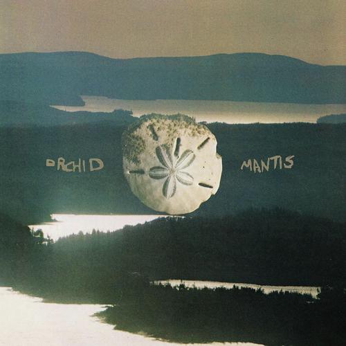 Levitating In The Clearing