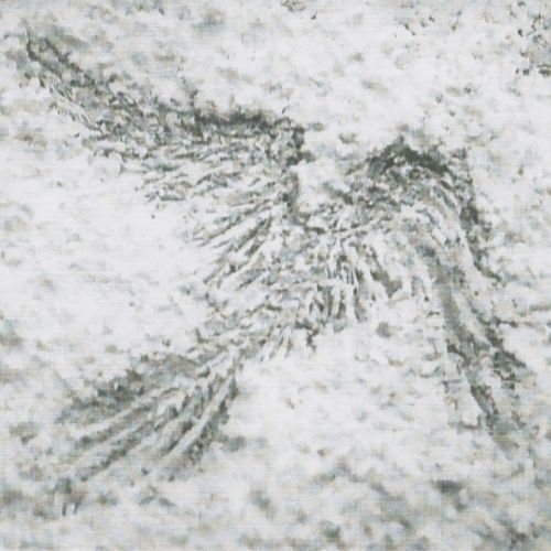 Kestrel cover art