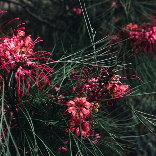 primavera