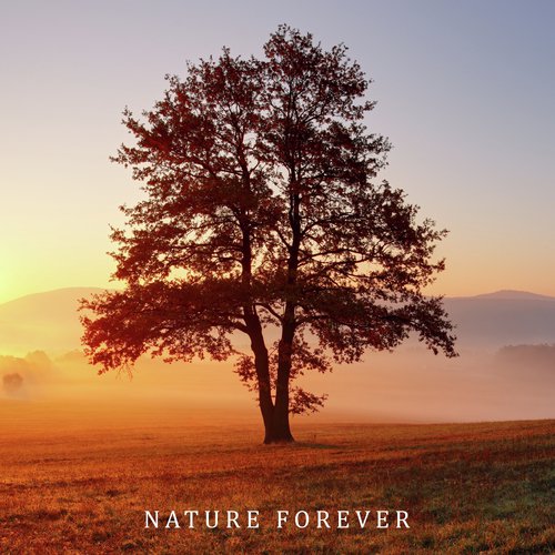 Rainforest Sounds cover art