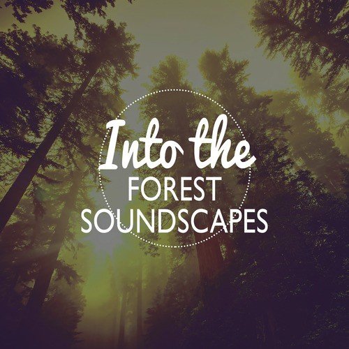 Into the Forest - Soundscapes