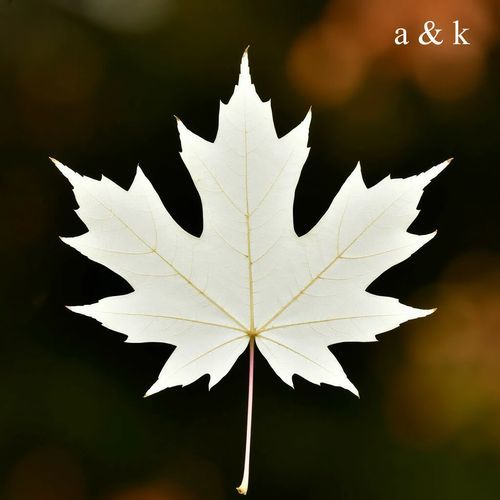 white leaf