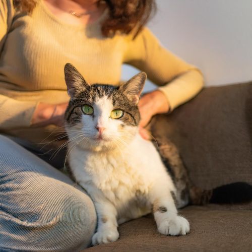 Ritmos Relajantes Para Gatos cover art