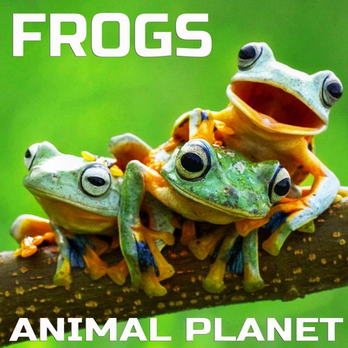 Animal Planet Frogs