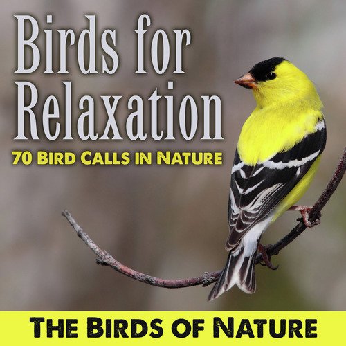 Birds for Relaxation-70 Bird Calls in Nature