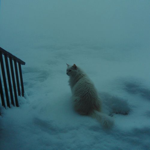 my cat (Speed Up)