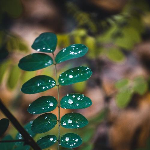 Lovely Drops cover art
