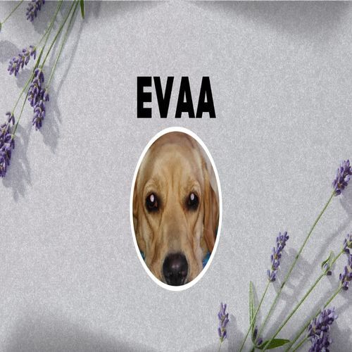 Evaa