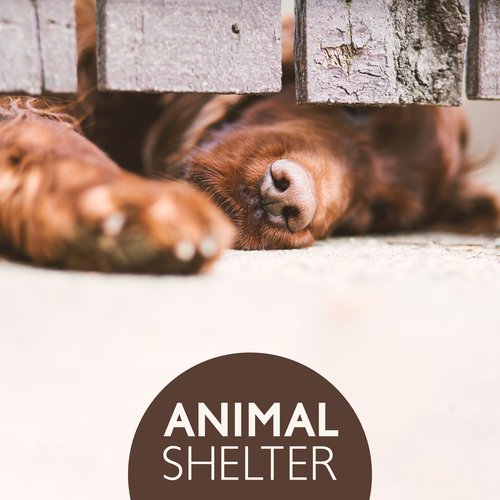 Pet Care Club cover art