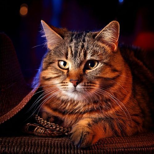 Hip Hop Cat Comfort
