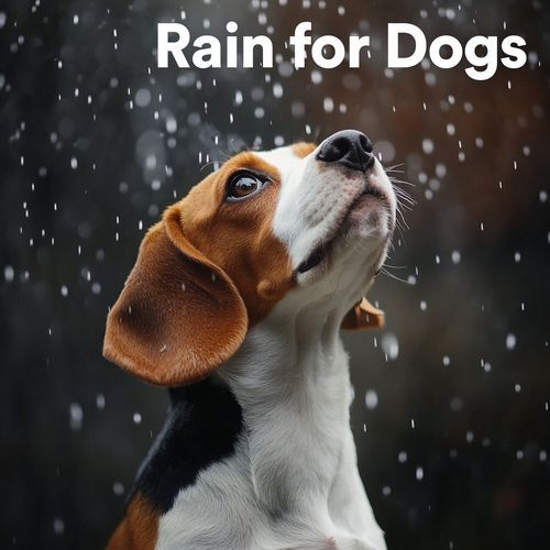 Rain for Dogs