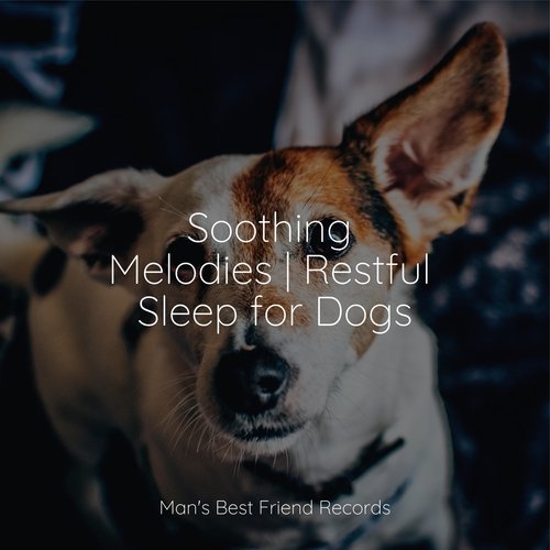 Soothing Melodies | Restful Sleep for Dogs_poster_image