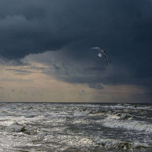 Flukt cover art