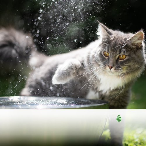 Pluie Claire et Agréable