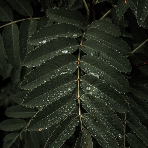 Ambient Aura cover art