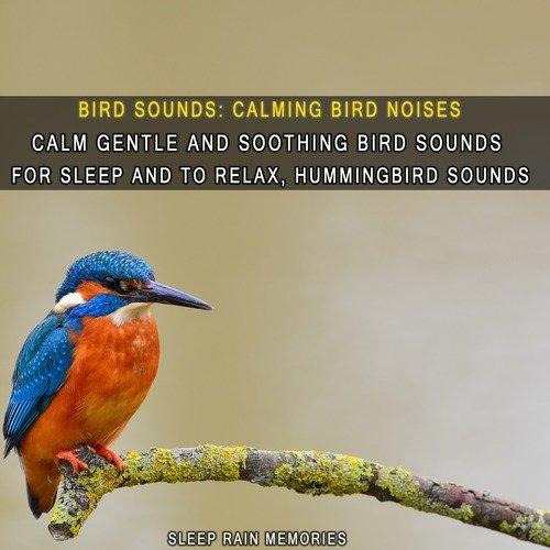 Bird Sounds: Calming Bird Noises, Calm Gentle and Soothing Bird Sounds for Sleep and to Relax, Hummingbird Sounds_poster_image