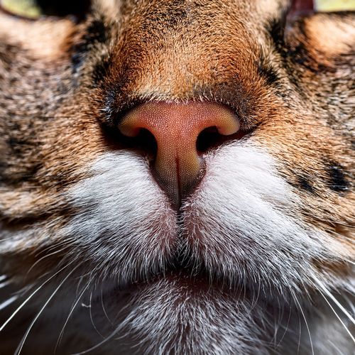 Lofi Lullabies For Curious Cats