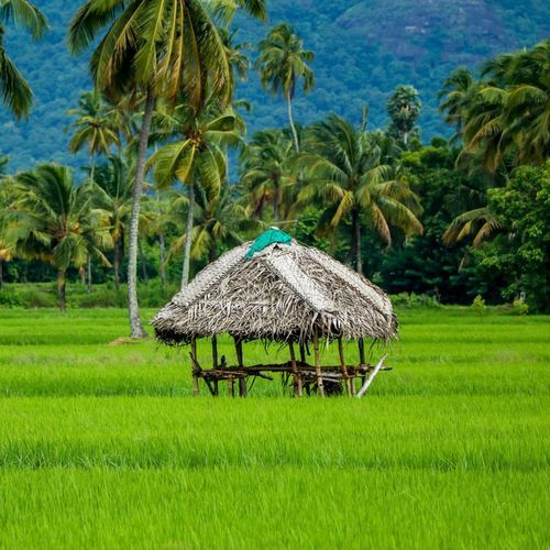 Tume bondu kala