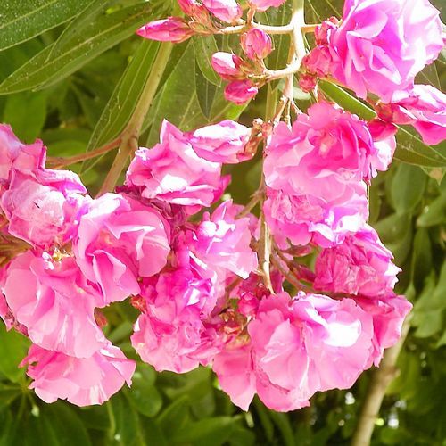 for Mila Christina P