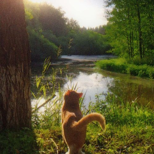 frond (slowed)