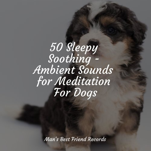 50 Sleepy Soothing - Ambient Sounds for Meditation For Dogs_poster_image