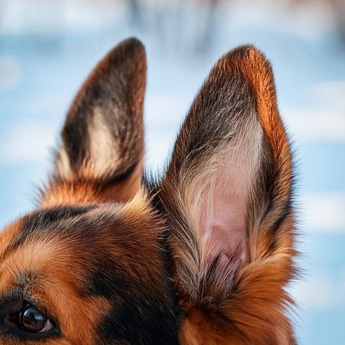 Paw Prints on the Music