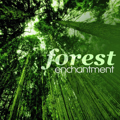 Forest Enchantment