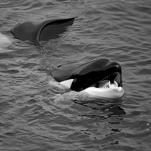 tilikum cover art