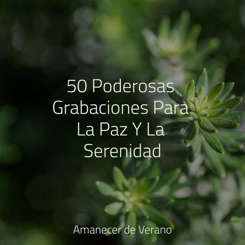 50 Poderosas Grabaciones Para La Paz Y La Serenidad