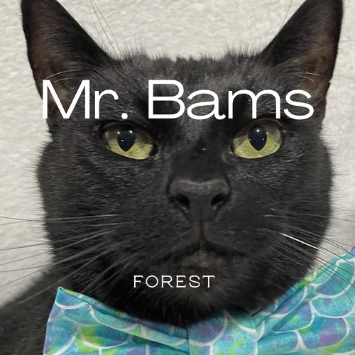 Mr. Bams