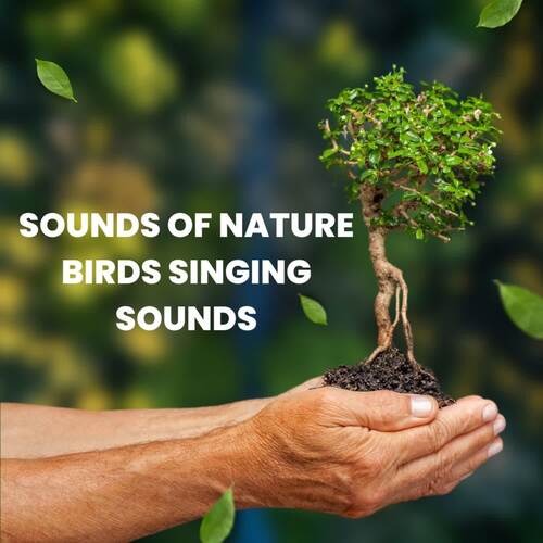 Sounds Of Nature Birds Singing Sounds