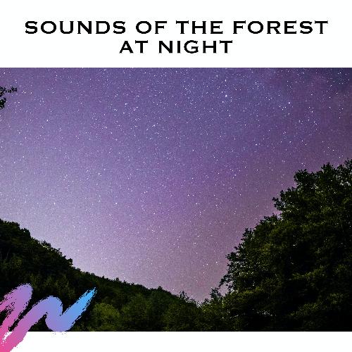 Sounds of The Forest at Night