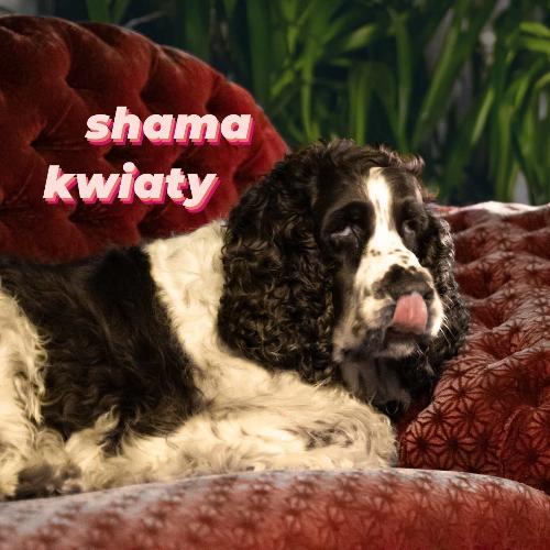 kwiaty