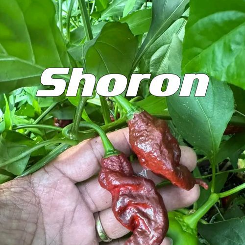 Shoron