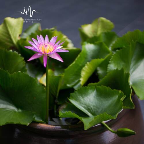林中诗意 (静坐排箫曲) cover art