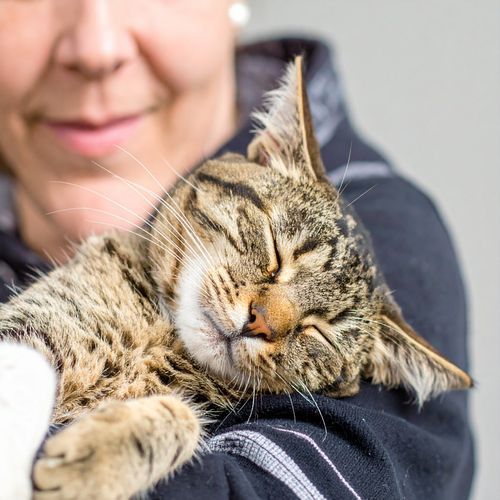 Maullidos Suaves: Música Relajante Para Gatos