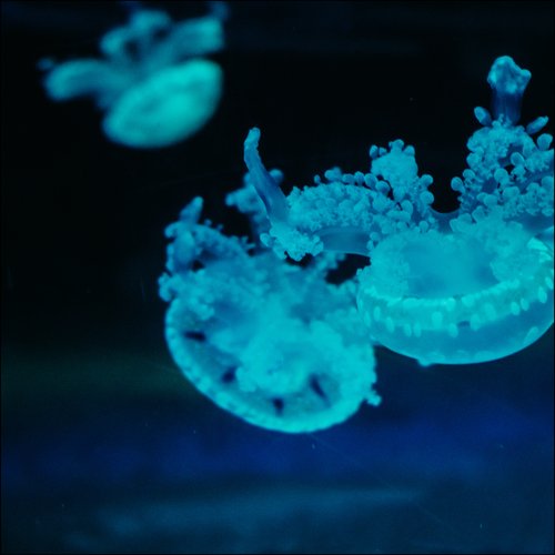Kyoto Peacocks cover art