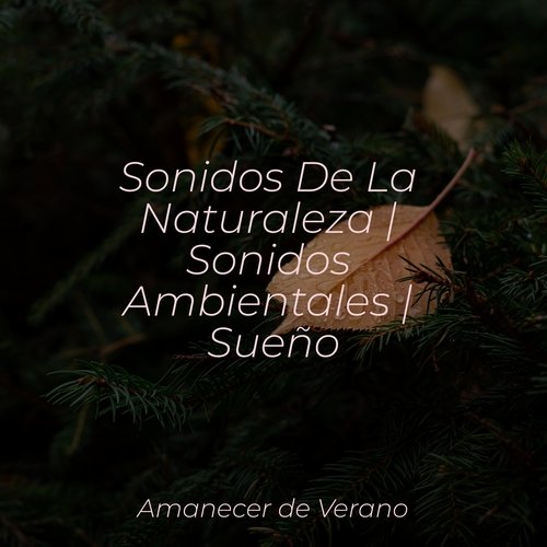 Sonidos De La Naturaleza | Sonidos Ambientales | Sueño