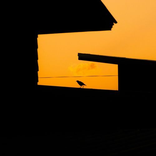 Birds on the roof