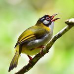 Bulbula Waya Salamona