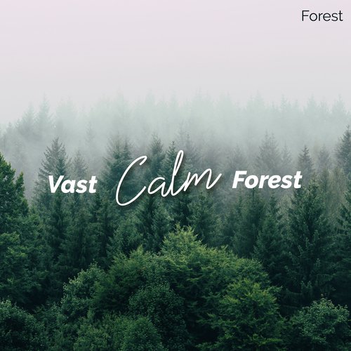 Vast Calm Forest