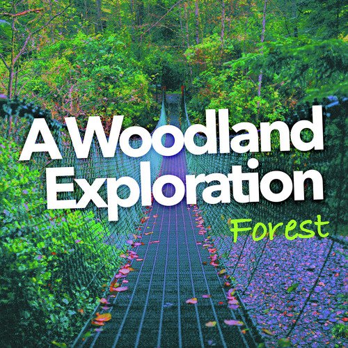 A Woodland Exploration