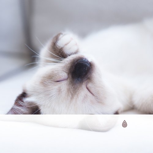 Soirées berceuses pour chats : Vibrations qui font froid dans le dos