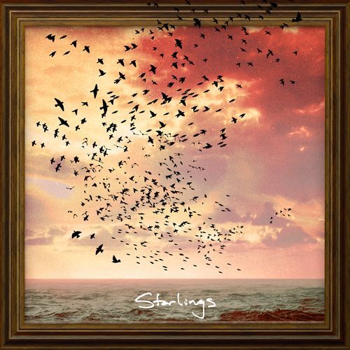 Starlings