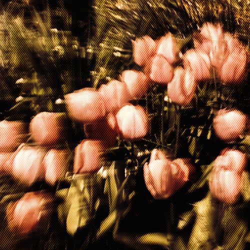Flores
