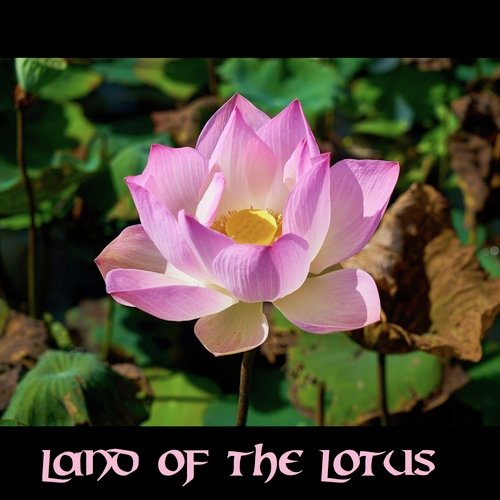 Lotus Tree cover art