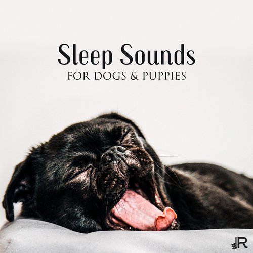 Relax My Dog cover art